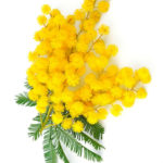 mimosa